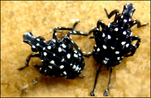 Two young spotted lanternfly nymphs.