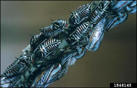 Numerous striped plant bug nymphs are clustered on a twig.