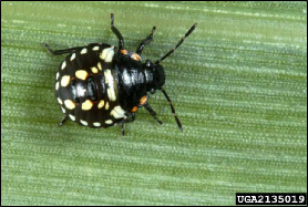 A stink bug nymph with spots rests on a leaf.