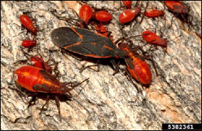 Immature boxelder bugs cluster around an adult on a tree trunk.