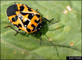 An adult harlequin bug on a cabbage leaf.