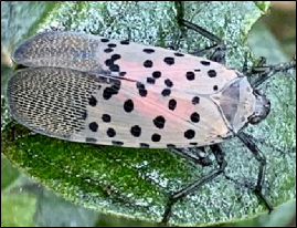 An adult spotted lanternfly rests on a leaf.