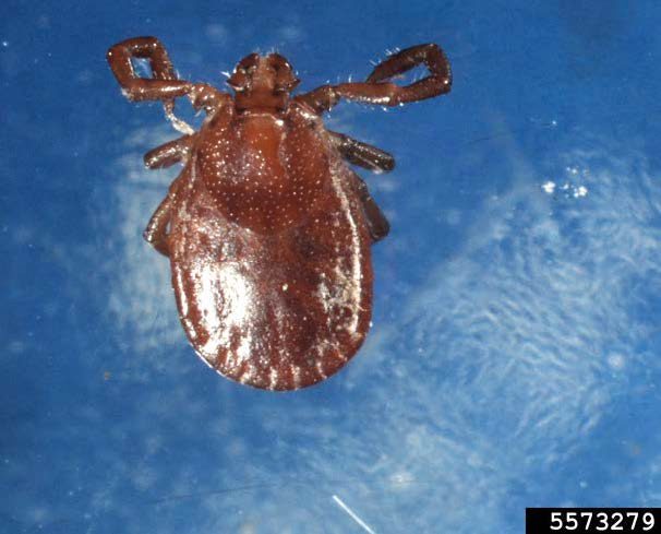 Figure 1, Dorsal view of an adult Asian longhorned tick.