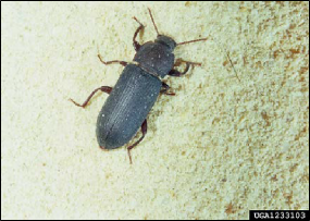 Figure 1, An adult darkling beetle.