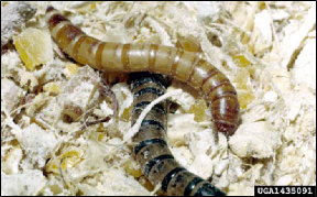 Figure 3, Two mealworms among corn grains and shaved wood.