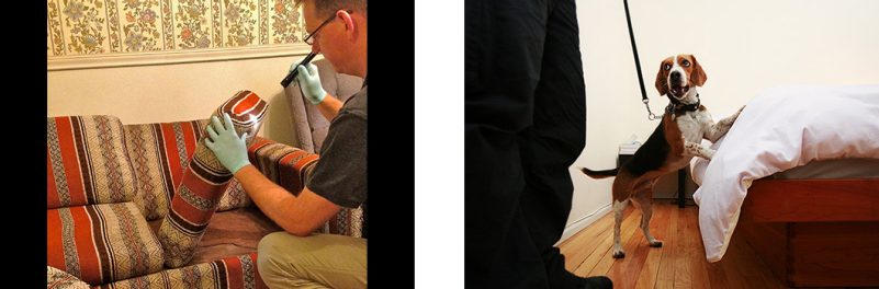 two pictures of a trained bed bug exterminator and a trained bed bug-sniffing dog