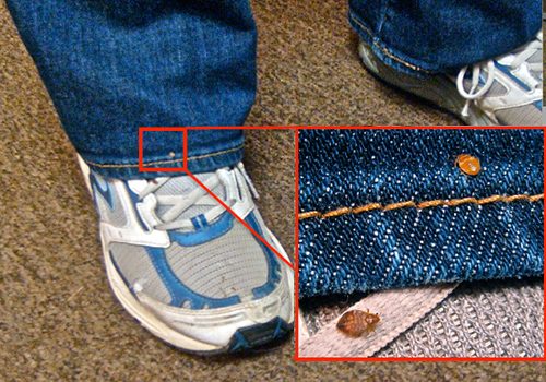 picture of a bed bug on the seam of pants