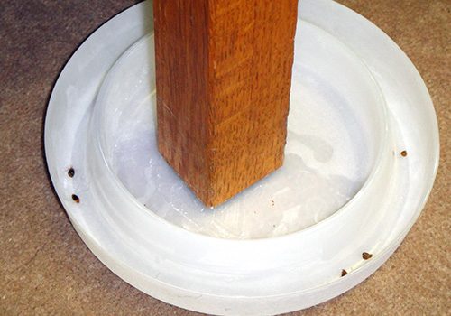 picture of a bed bug trap