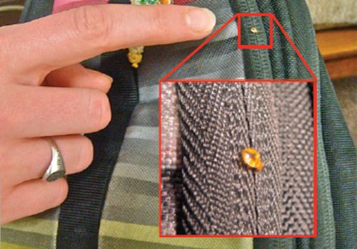 picture of bed bug on a bag