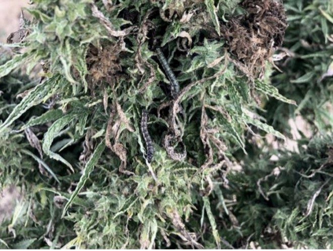 a photo of floral hemp that has bud rot and corn earworm