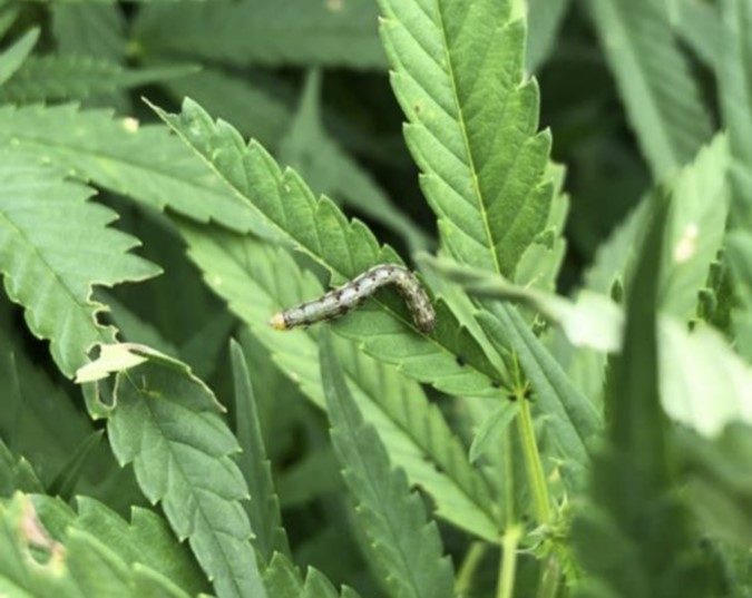 a photo of young corn earworm larva on hemp plant