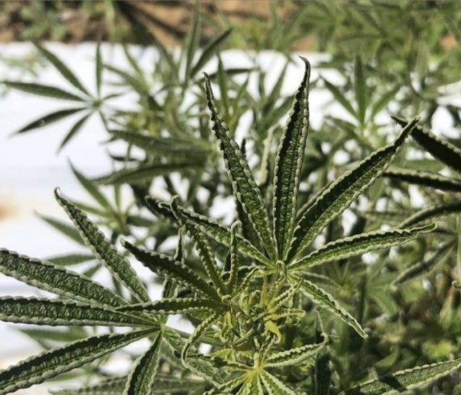 a photo of upward curling of hemp leaves