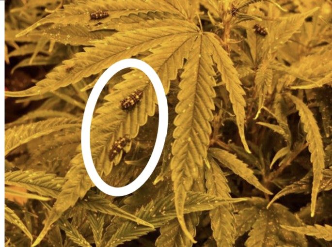 a photo of two lady beetle larvae consuming cannabis aphids on hemp leaves