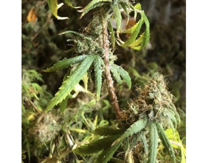 a photo showing cannabis aphid infestation