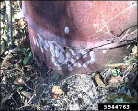 Numerous spotted lanternfly egg masses are grouped together near the ground at the bottom of a piece of rusty metal.