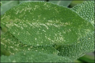A fresh leaf with numerous pale spots due to leafhopper feeding damage.