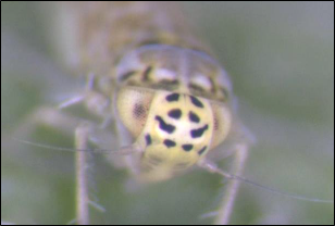 A closeup of the head of an adult leafhopper.