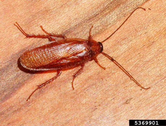 Figure 1, A cockroach with long wings, legs, and antennae rests on a wood surface.
