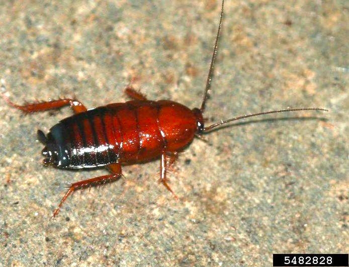 Figure 2, A shiny cockroach with long legs and antenae, but without any wings.