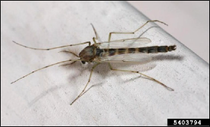 A small, long-legged fly with feathery antennae rests with its front legs extended forward from the body.