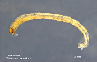 A long, segmented larva with a brown head capsule.
