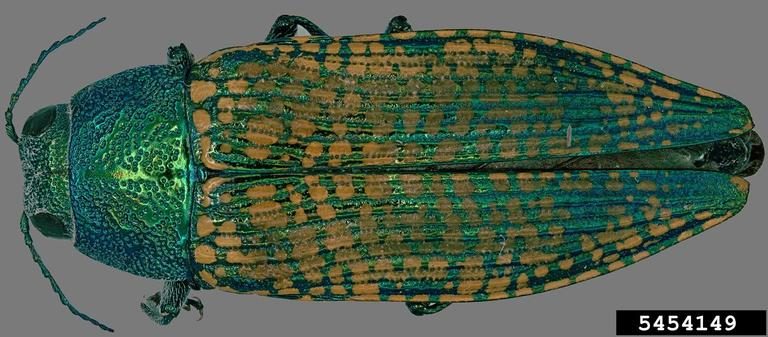 A dorsal view of an adult buprestid beetle with densely patterned wing covers.
