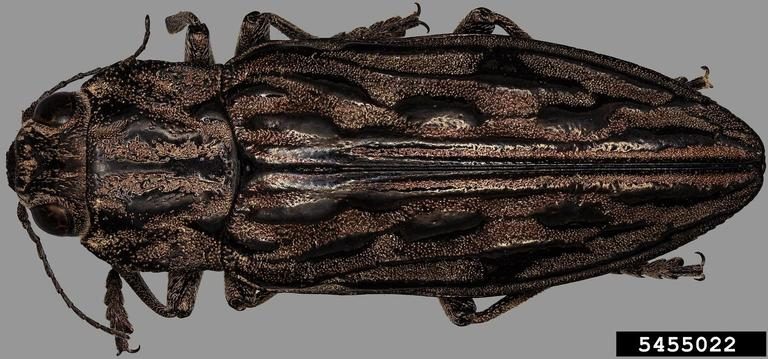 A dorsal view of a highly sculptured adult buprestid beetle.
