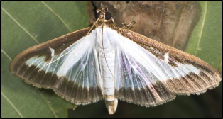 A moth rests on a discolored leaf.