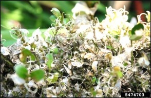 A heavily defoliated boxwood shrub.