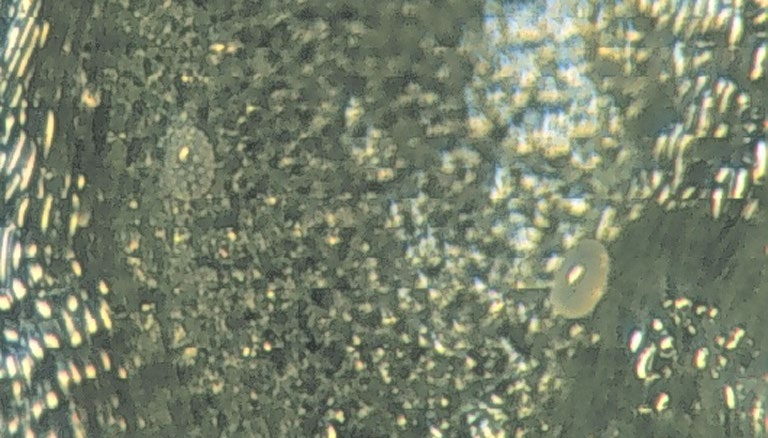 Two white cyclamen mite eggs in the underside of a leaf