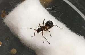 A large Alydus nymph standing on a piece of cotton in a petri dish.