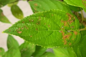 Red headed flea beetle damage on a hydrangea leaf.