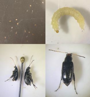 Top Left: Red headed flea beetle eggs; Top Right: Red headed flea beetle immature; Bottom Left: Red headed flea beetle male on the left and female on the right; Bottom Right: Red headed flea beetle adult
