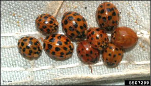 Multiple Asian ladybird beetles cluster together on a piece of upholstery.