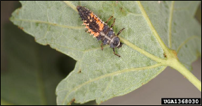 A multicolored Asian ladybird beetle larva rests on the underside of a fresh leaf.