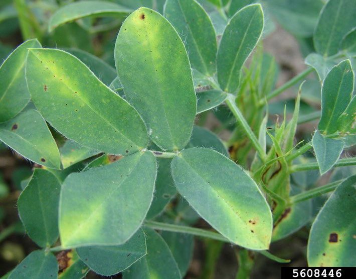 Figure 3. Peanut leaves in the field showing the characteristic yellowing at the tips due to potato leafhopper feeding.