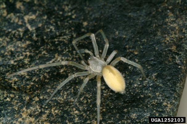 A yellow spider on a dark background.