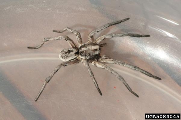 A robust brown spider with very long legs.