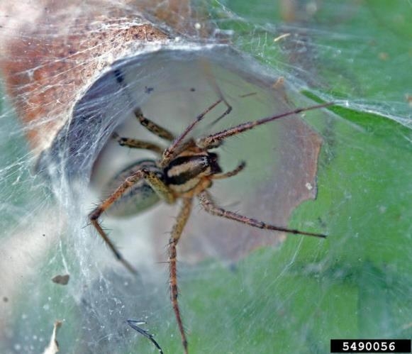 A brown striped spider in a silken tube.