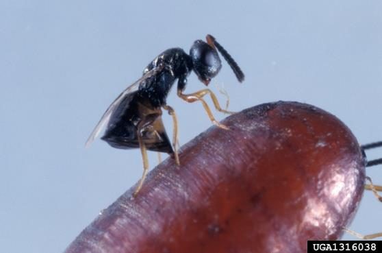 A tiny black wasp inserting her eggs into the reddish-brown pupa of a fly.