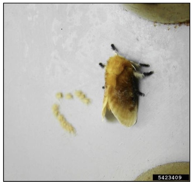 A stout, hairy yellow moth with black feet resting on a wall.
