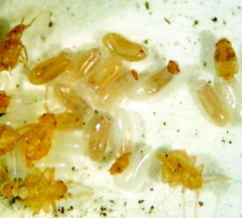 Clear eggs with bugs coming out from there