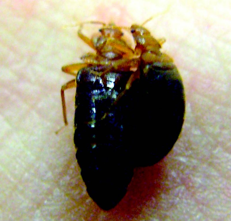 One bed bug on top of another