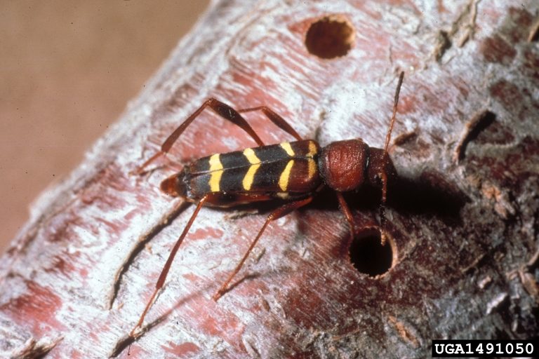 An adult beetle with long legs rests on a branch with multiple emergence holes.