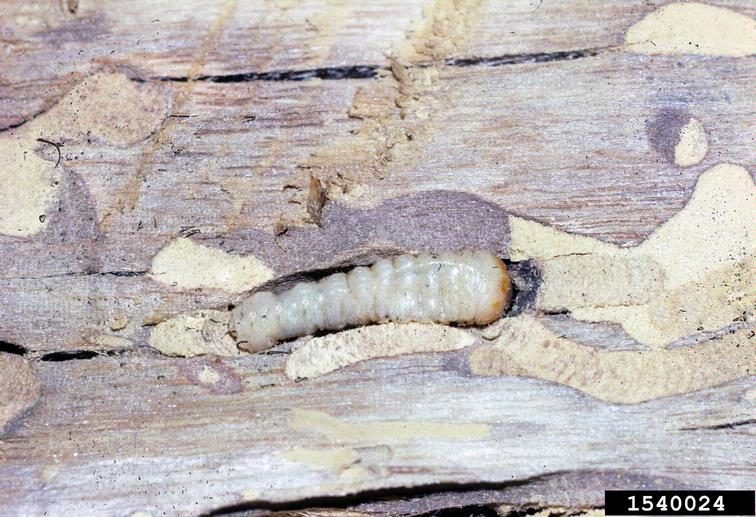 A large white insect larva exposed in its tunnel.