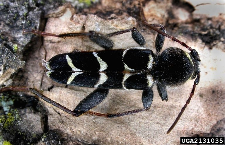 An adult beetle with long legs and antennae rests on bark.