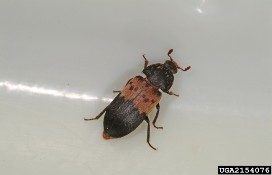 Figure 1, An adult beetle rests with its legs and antennae extended.
