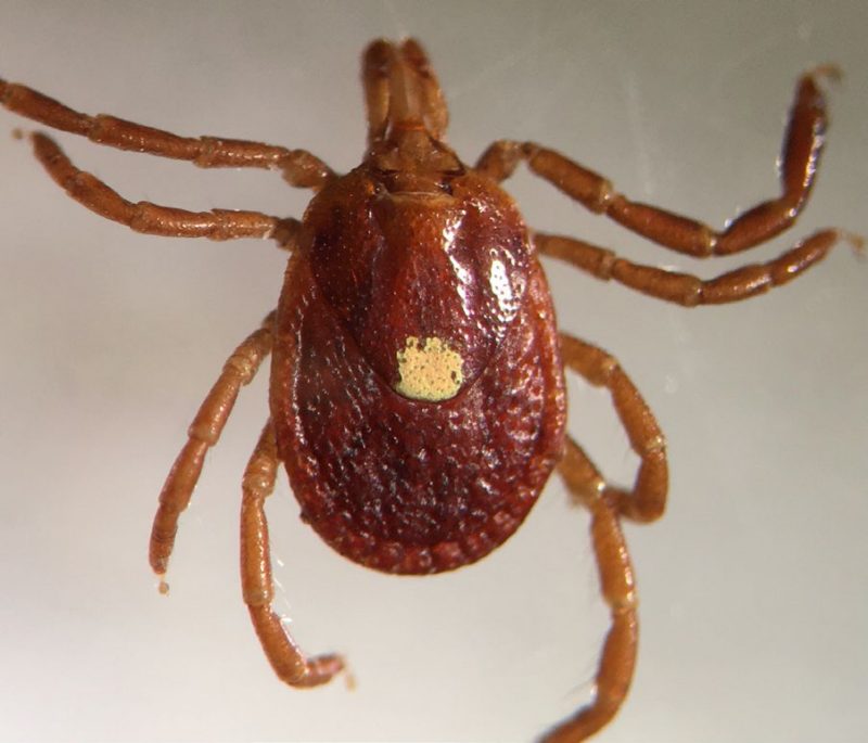 Figure 2. Photo of a Lone-Star tick (Amblyomma americanum) on a neutral background. Adult female specimen shown.  Brown legs, distinctive white pigment spot on back.