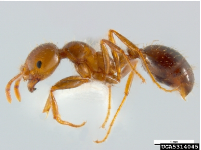 RIFA adult, reddish brown and lying on white screen