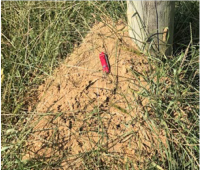 fire ant mound with green grass around it